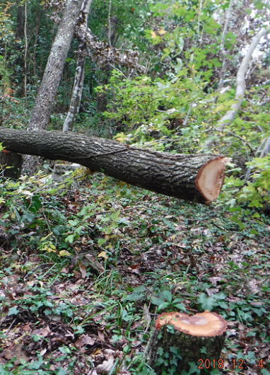 a0051539_20364002.png