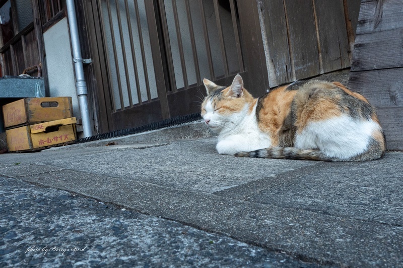 尾道にゃんこ_e0173743_08362158.jpg