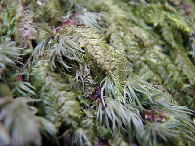 f0334143_9422668.jpg