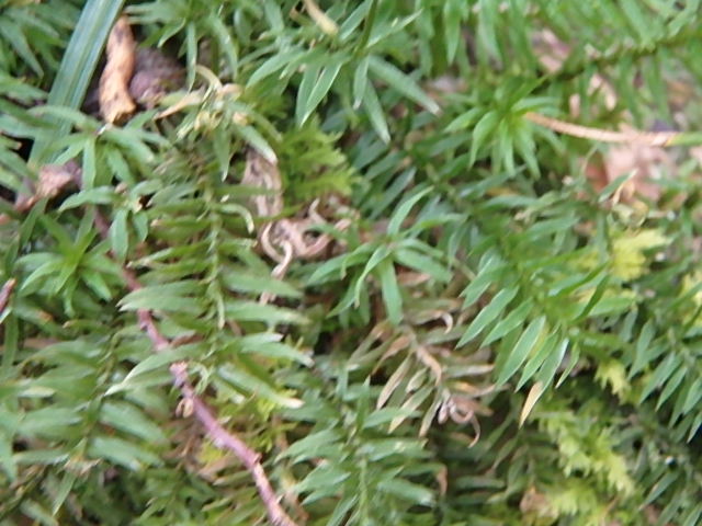 f0334143_9424672.jpg