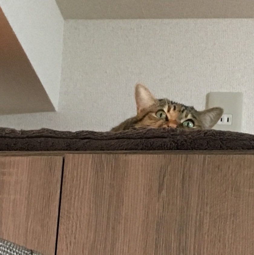 f0372445_13320537.jpeg