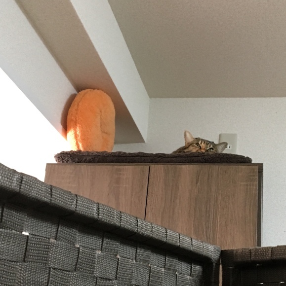 f0372445_13321539.jpeg