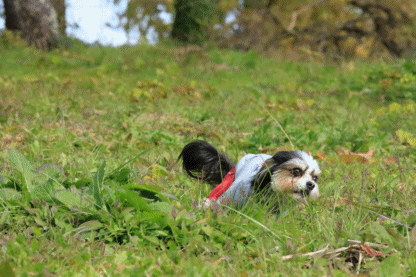 c0145250_10022611.gif