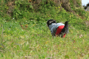 c0145250_10024736.gif