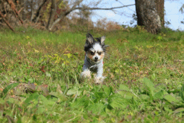 c0145250_10495358.gif