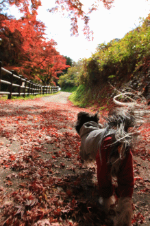 c0145250_10503955.gif