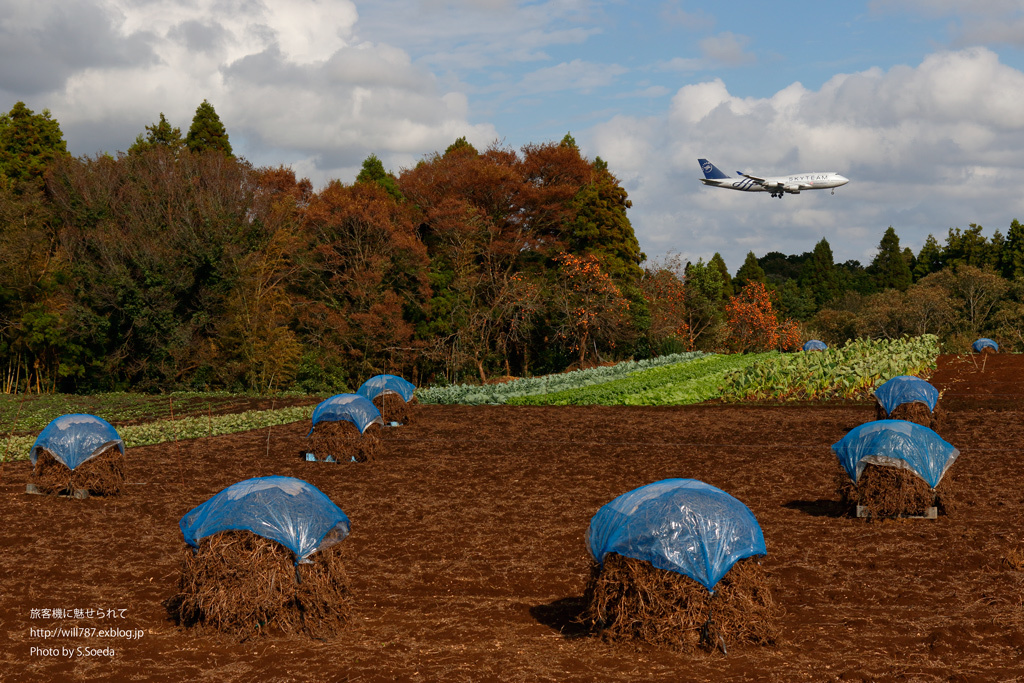 ピーナッツ畑 秋の成田空港 4 飛行機写真 旅客機に魅せられて