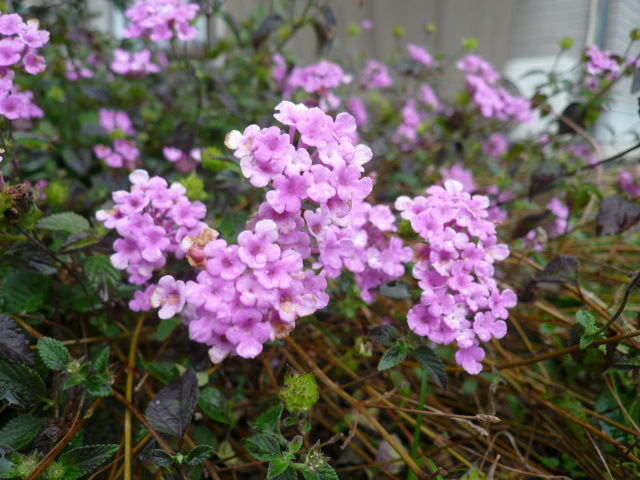 c0043055_15514031.jpg