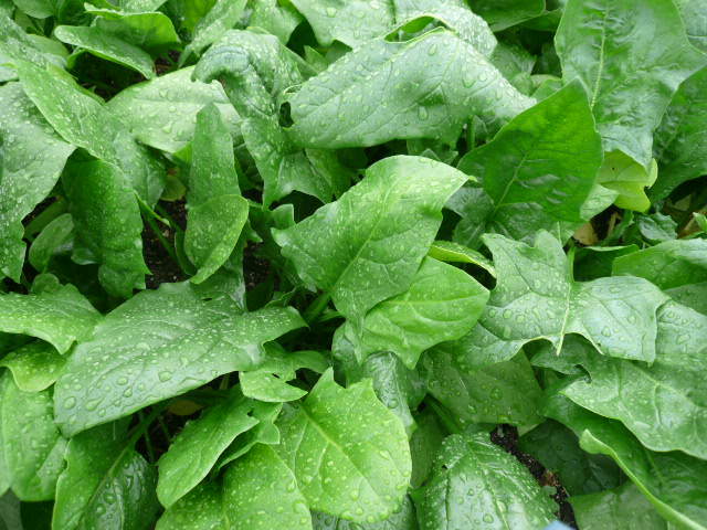 c0043055_15515477.jpg