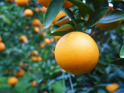究極の柑橘「せとか」　今週末の急激な“寒”に備え匠は一切の手を抜かず準備をしていました！_a0254656_17483840.jpg