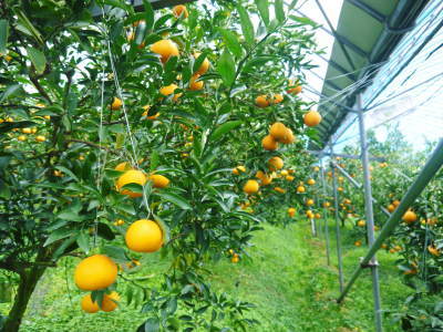 究極の柑橘「せとか」　今年もかなり順調に成長中！これから訪れる寒さに備えダクトの設置をしました！ _a0254656_17522790.jpg