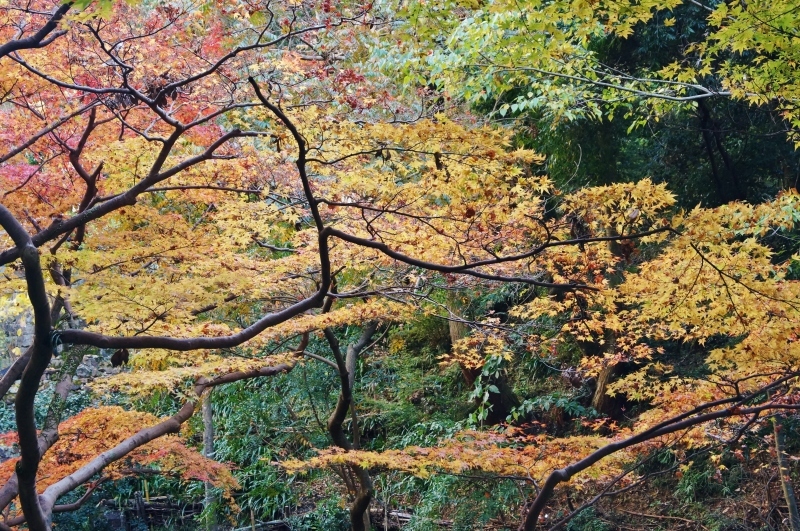 箕面公園の紅葉_b0063958_06210663.jpg