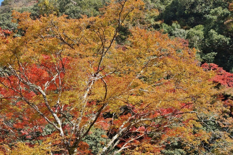 箕面公園の紅葉_b0063958_06284665.jpg