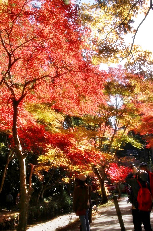 小国神社の紅葉・1♪_a0167759_11481669.jpg