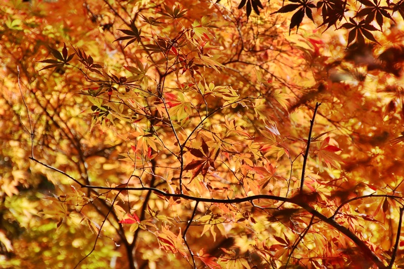 小国神社の紅葉・1♪_a0167759_11485914.jpg