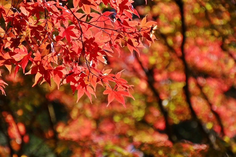 小国神社の紅葉・1♪_a0167759_11491527.jpg