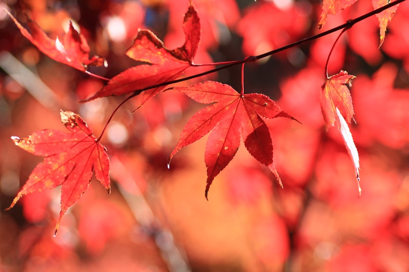 小国神社の紅葉・1♪_a0167759_11494980.jpg