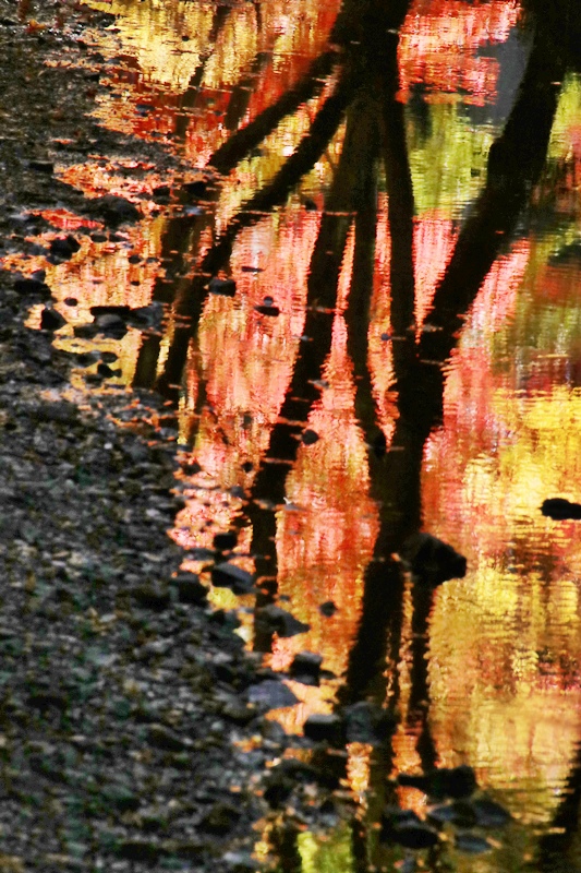 小国神社の紅葉・1♪_a0167759_11582887.jpg