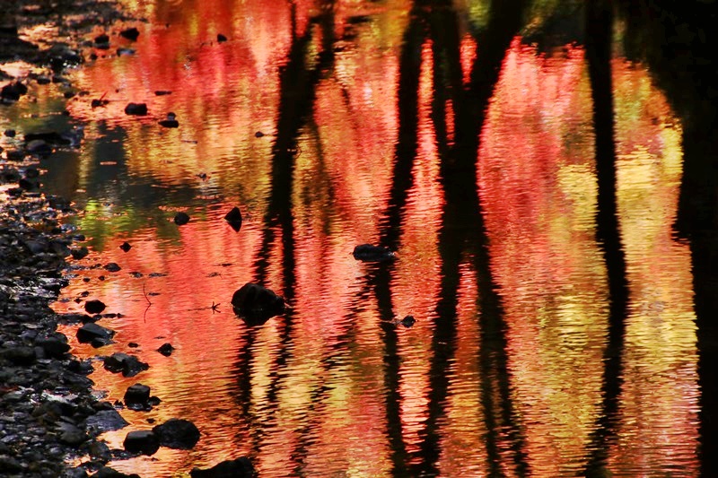 小国神社の紅葉・1♪_a0167759_121015.jpg