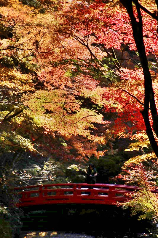 小国神社の紅葉・1♪_a0167759_121508.jpg