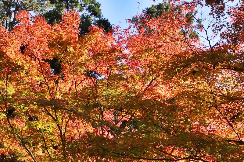 小国神社の紅葉・1♪_a0167759_14555216.jpg