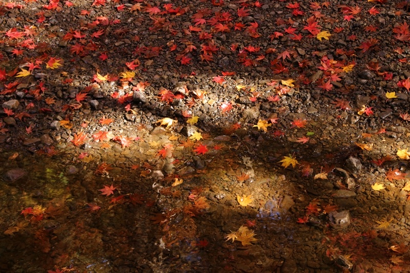 小国神社の紅葉・1♪_a0167759_14591228.jpg