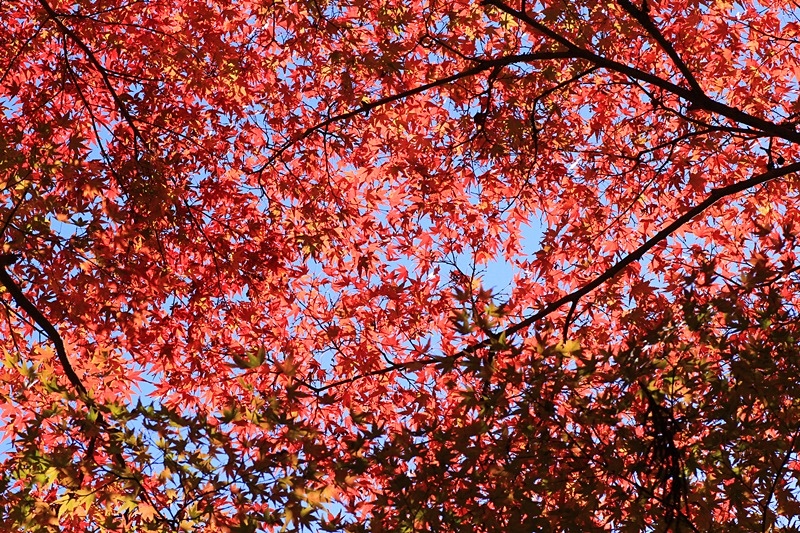 小国神社の紅葉・1♪_a0167759_15211133.jpg