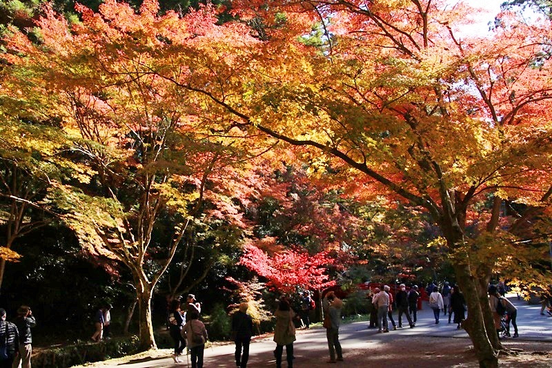 小国神社の紅葉・1♪_a0167759_15452073.jpg