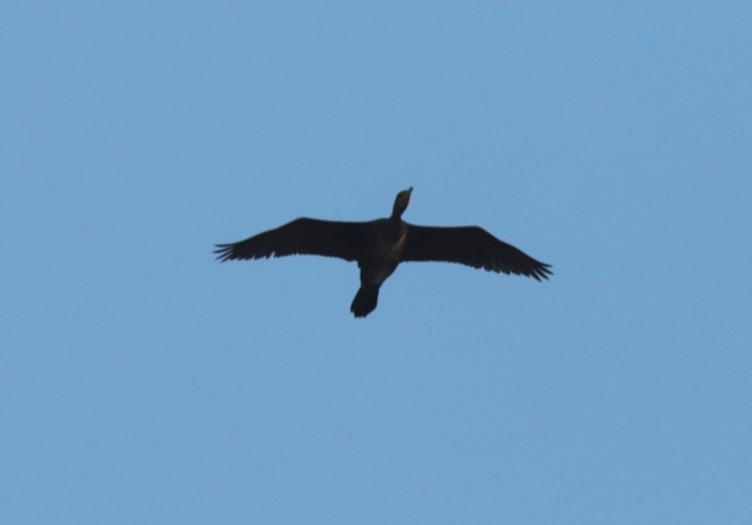 a0248459_15403922.jpg