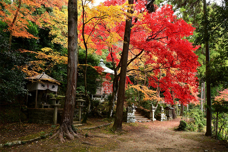護法堂弁財天 紅葉 ちょっとそこまで 護法堂弁財天 紅葉 ちょっとそこまで
