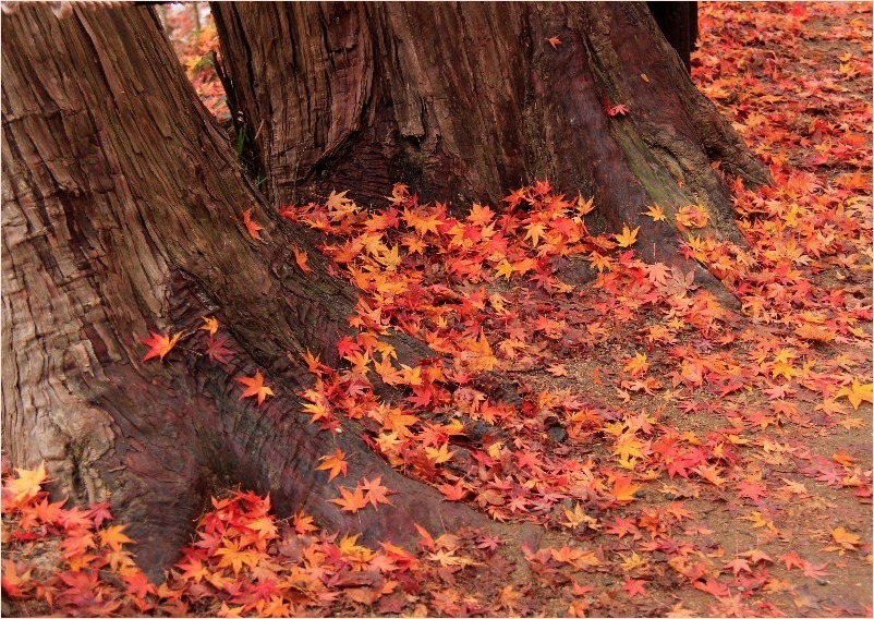 ☆　香嵐渓・名残りの紅葉　☆　_f0181173_18065005.jpg