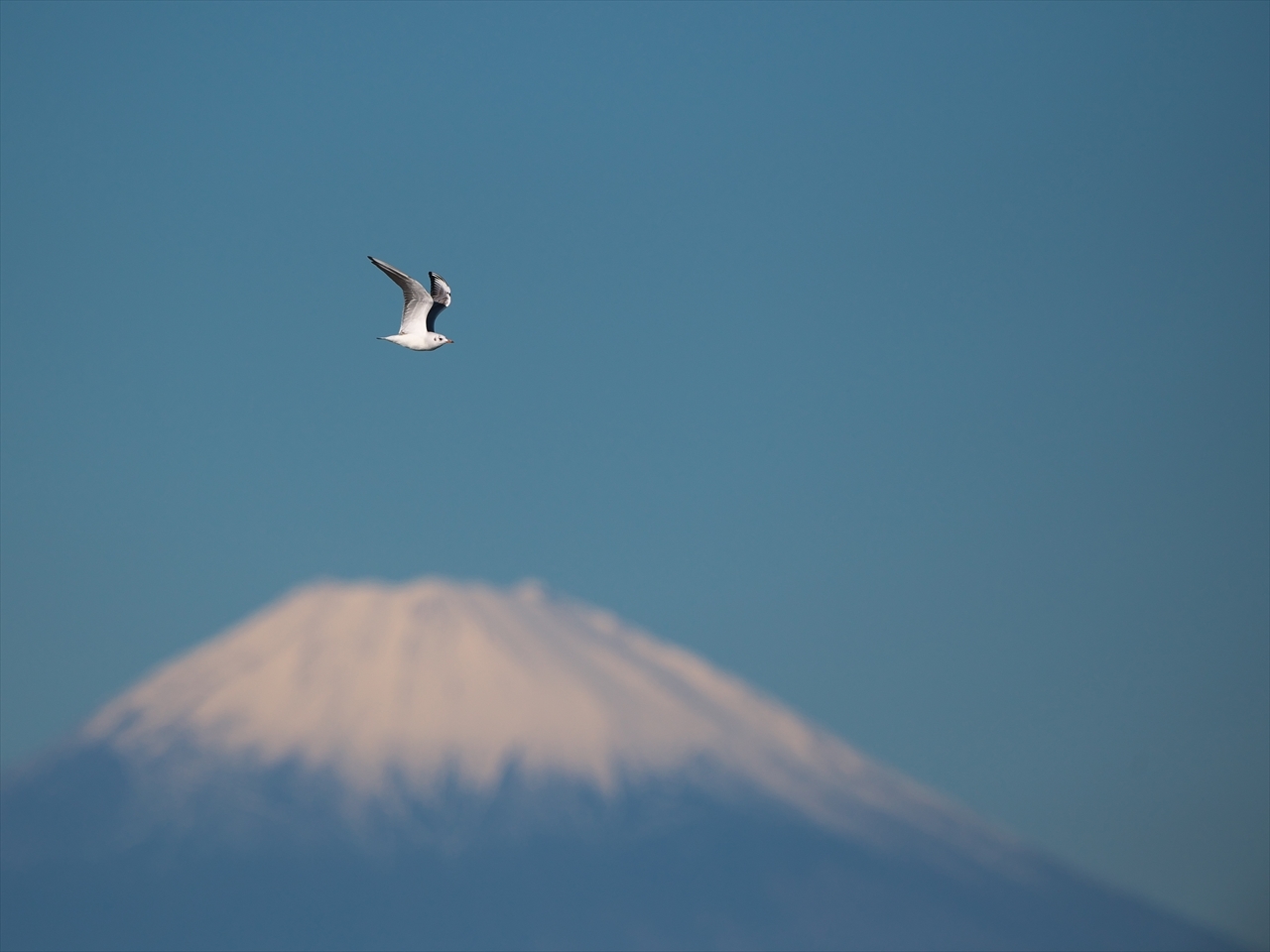 富士山絡みで・・・ユリカモメ、ウミネコ、ヒドリガモ。_d0157380_05505325.jpg