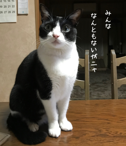 a0216583_23415026.png