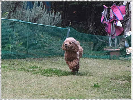 b0175688_20201674.gif