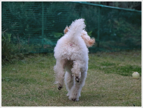 b0175688_20202339.gif