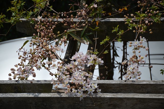今年の春は駆け足だったな…3月27・30日の庭。_c0124100_18220849.jpg
