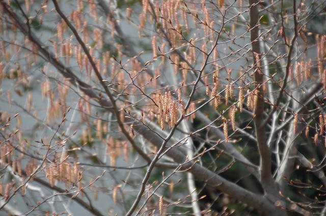今年の春は駆け足だったな…3月27・30日の庭。_c0124100_18221723.jpg