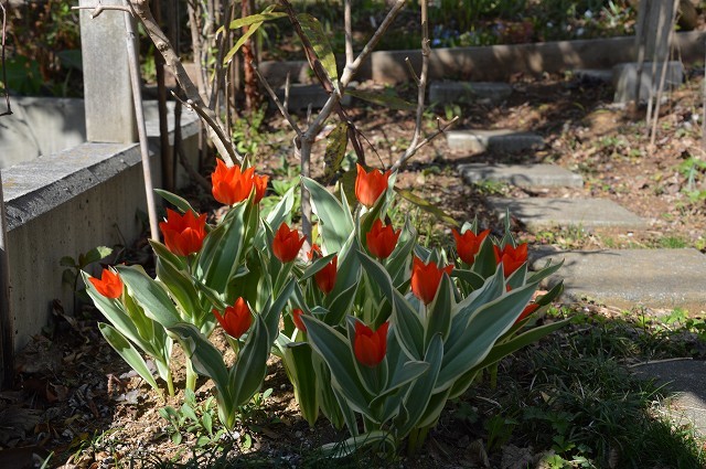 今年の春は駆け足だったな…3月27・30日の庭。_c0124100_18223034.jpg