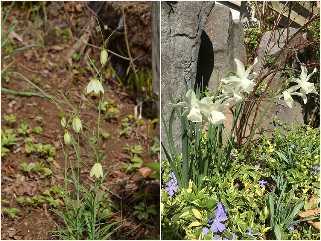 今年の春は駆け足だったな…3月27・30日の庭。_c0124100_18230105.jpg