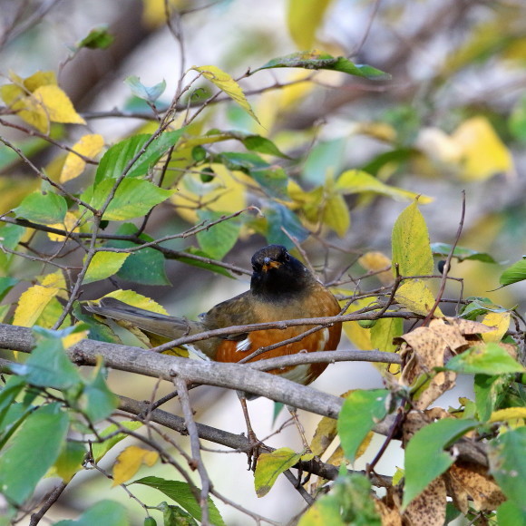 旧アリスイ公園の鳥たち　　ＫＧＹ_d0346713_20255053.jpg