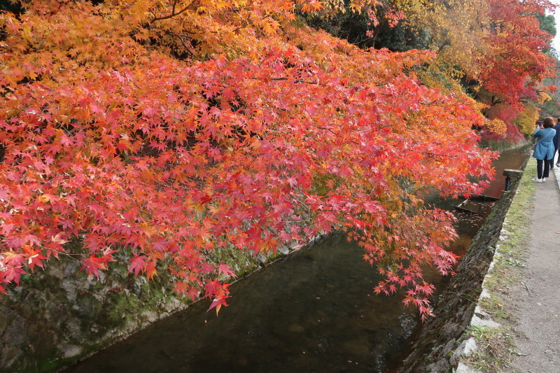 京都♪大文字山と紅葉散策 その2_d0103314_21322124.jpg