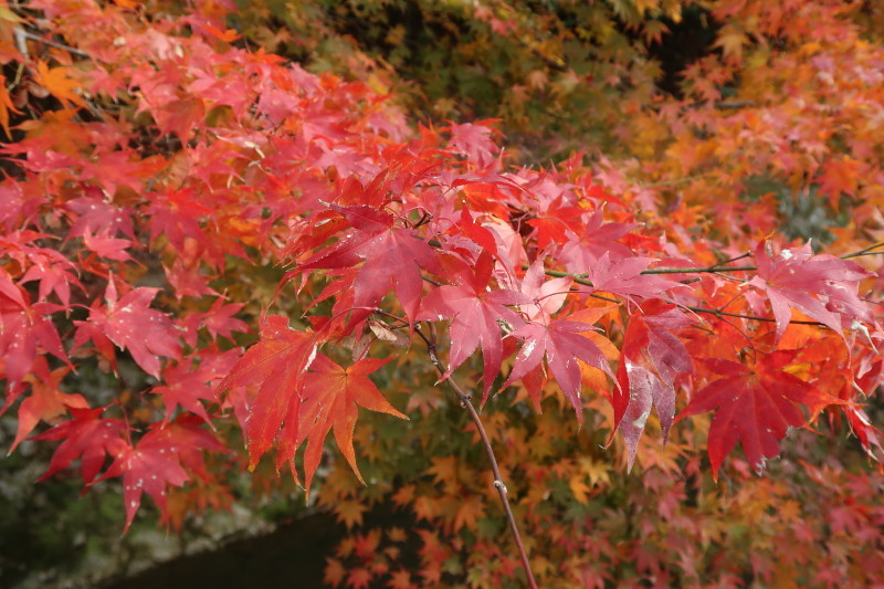 京都♪大文字山と紅葉散策 その2_d0103314_21323323.jpg