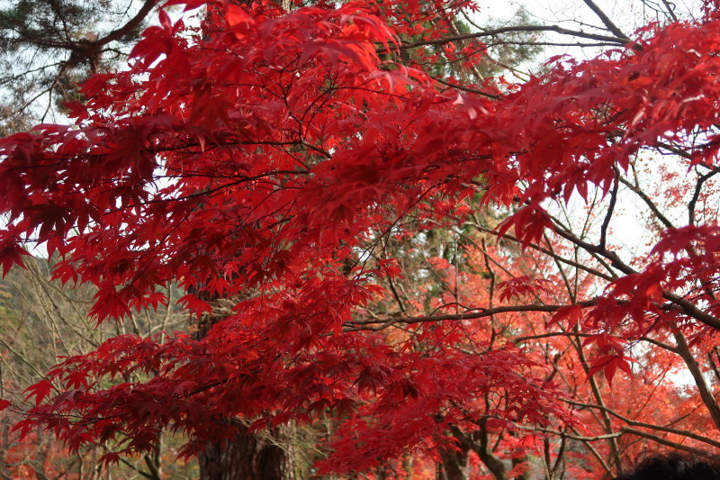 京都♪大文字山と紅葉散策 その2_d0103314_21332043.jpg