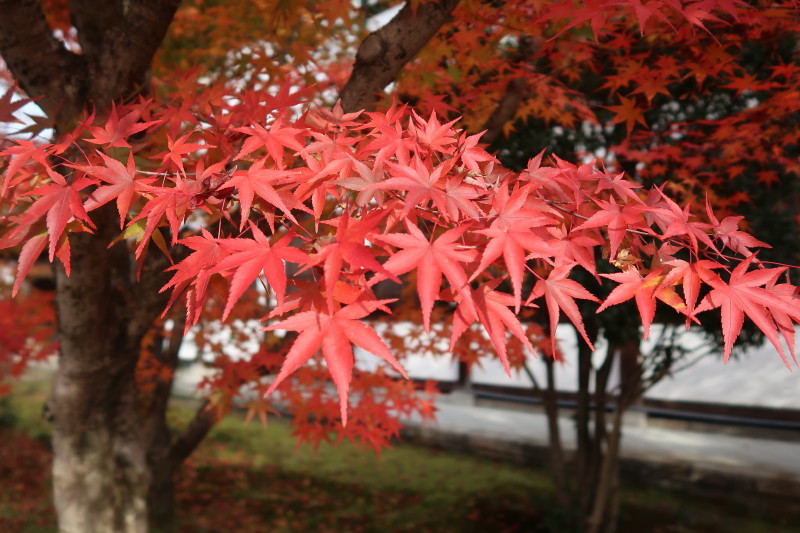 京都♪大文字山と紅葉散策 その2_d0103314_21342389.jpg