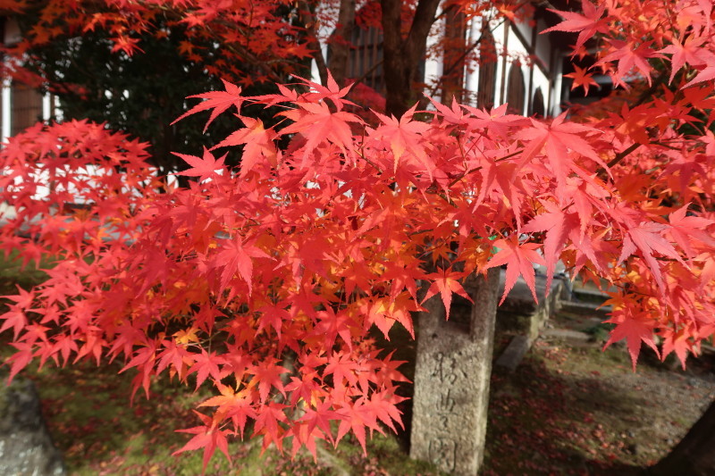 京都♪大文字山と紅葉散策 その2_d0103314_21343543.jpg