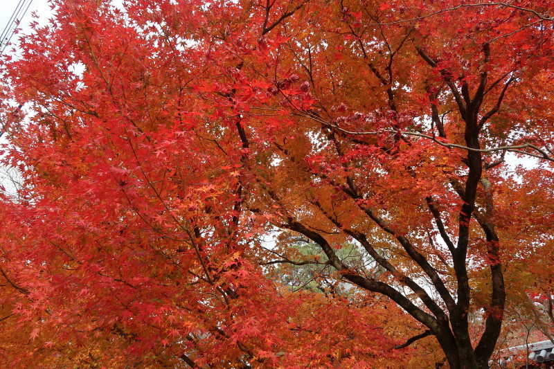 京都♪大文字山と紅葉散策 その2_d0103314_21353164.jpg