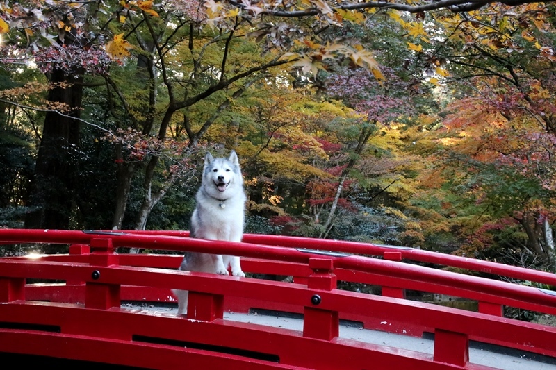 あの憧れの景色にアイビーが佇んだよ@小國神社_b0207615_00001016.jpg