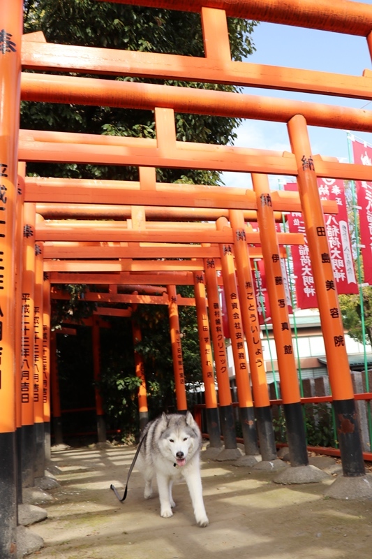 あの憧れの景色にアイビーが佇んだよ@小國神社_b0207615_00011671.jpg