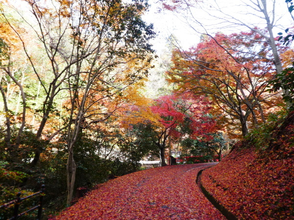 色付いた木々の寂光院境内から　継鹿尾山 (273M) に登る_d0170615_23343835.jpg