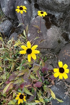 f0360815_15195833.jpg